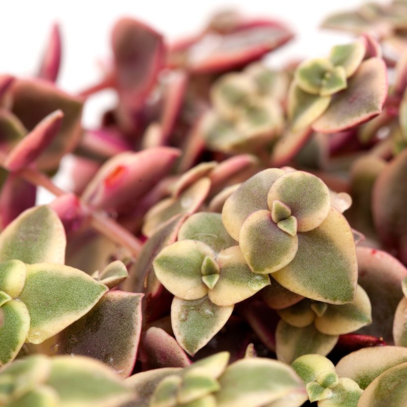 Pauniko - Crassula pellucida subsp. marginalis (Lehvistö)