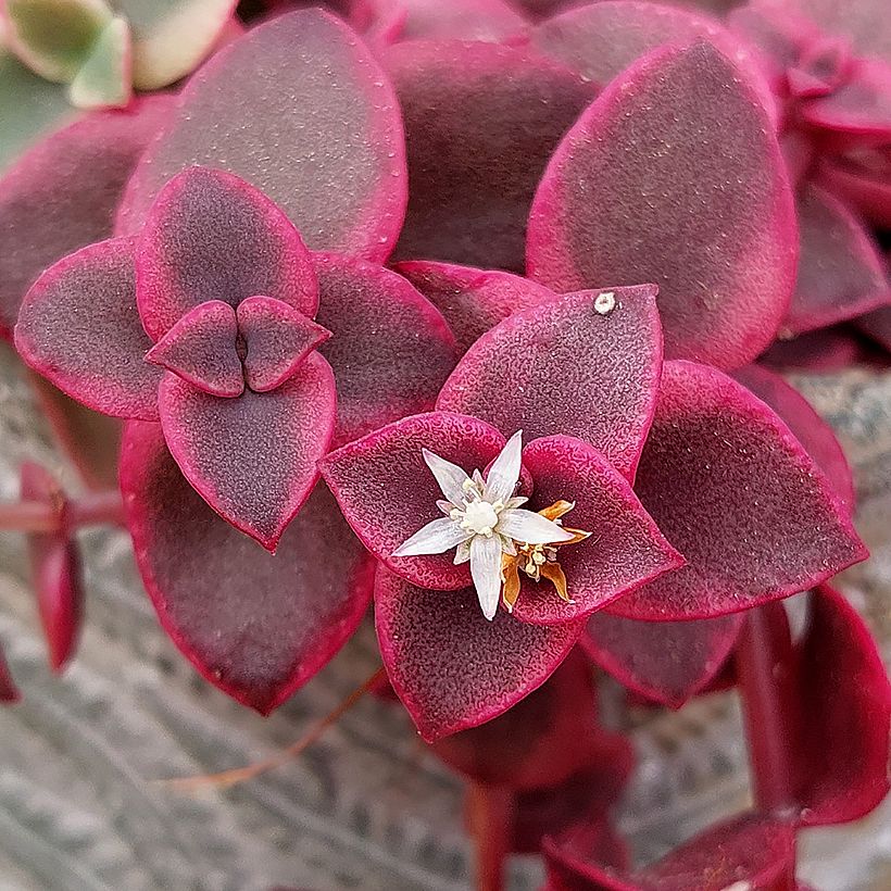Pauniko - Crassula pellucida subsp. marginalis (Kukinta)