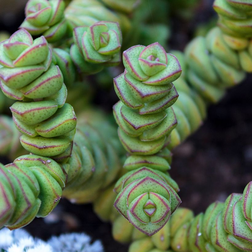 Kauluspaunikko - Crassula perforata (Lehvistö)