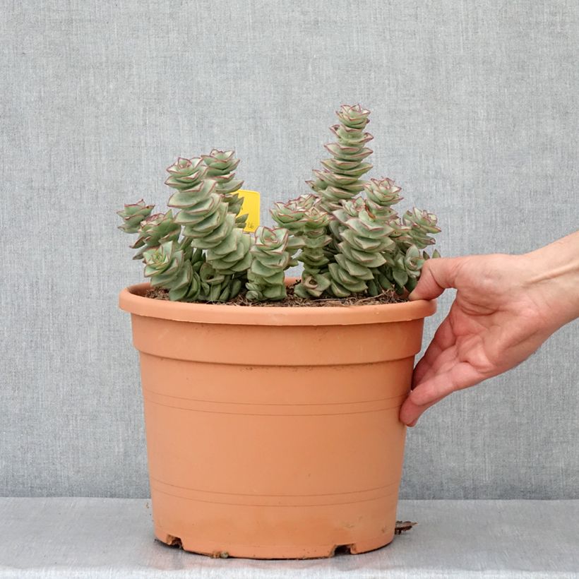 Esimerkki kesällä toimitetusta Kauluspaunikko - Crassula perforata 7,5 litran / 10 litran ruukku-taimesta