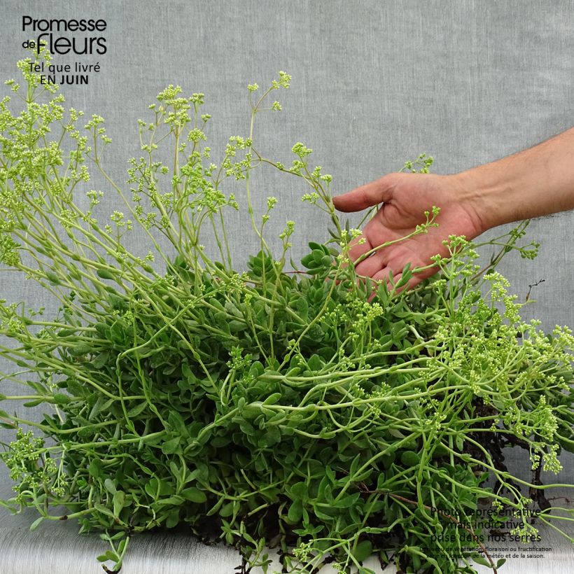 Esimerkki kesällä toimitetusta Pauniko Small Red Pot de 2L/3L-taimesta