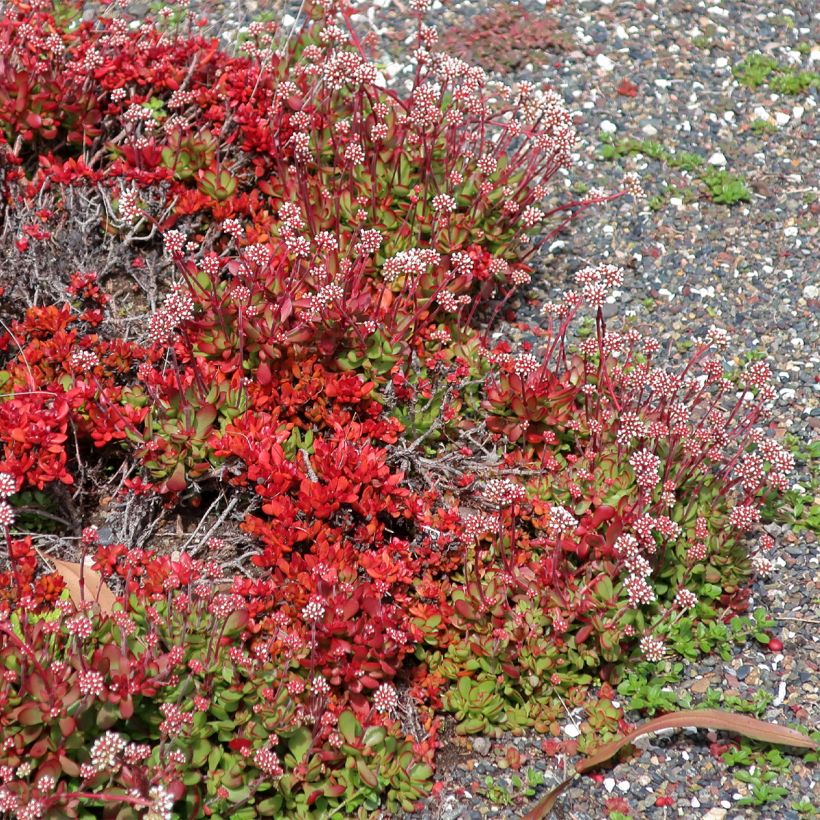 Pauniko Small Red (Kasvutapa)