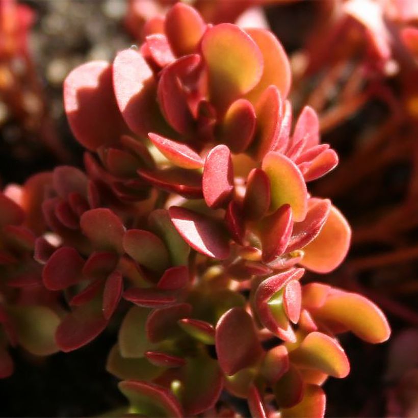 Pauniko Small Red (Lehvistö)