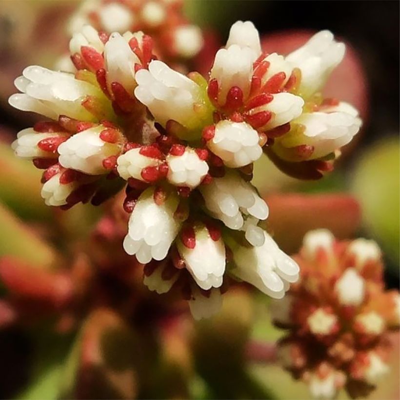 Pauniko Small Red (Kukinta)