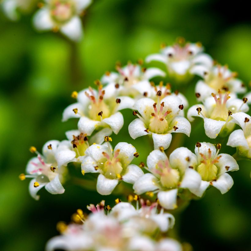 Pauniko - Crassula rupestris subsp. marnieriana (Kukinta)