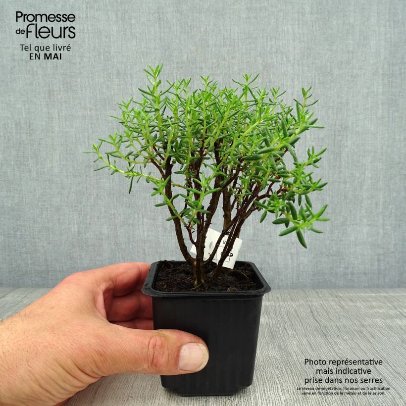 Esimerkki keväällä toimitetusta Pauniko - Crassula sarcocaulis Taimiruukku 8/9 cm-taimesta