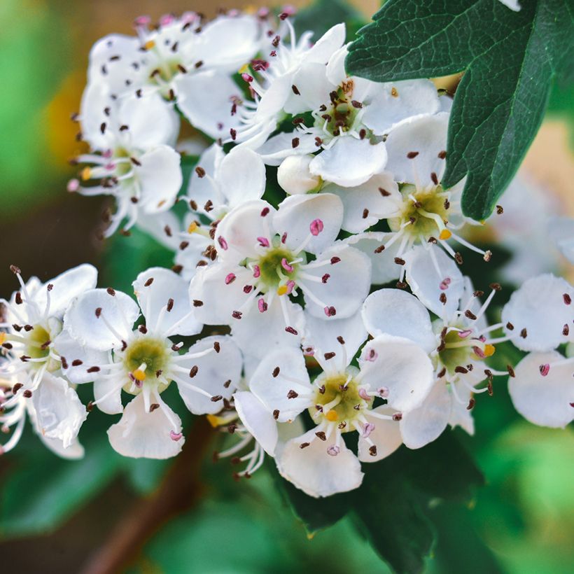 Etelänorapihlaja - Crataegus azarolus (Kukinta)