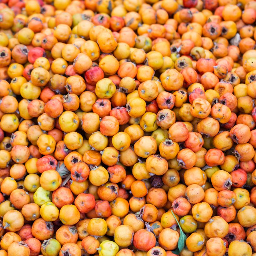 Etelänorapihlaja - Crataegus azarolus (Sadonkorjuu)