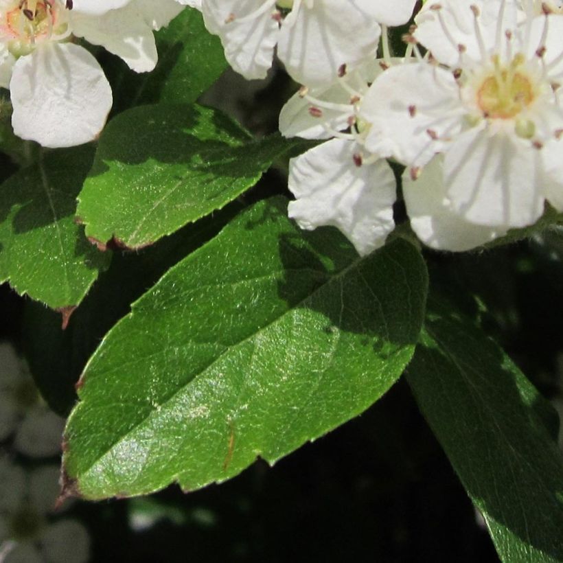 Orapihlaja - Crataegus grignonensis (Lehvistö)