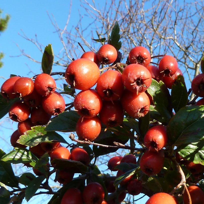Orapihlaja - Crataegus grignonensis (Sadonkorjuu)