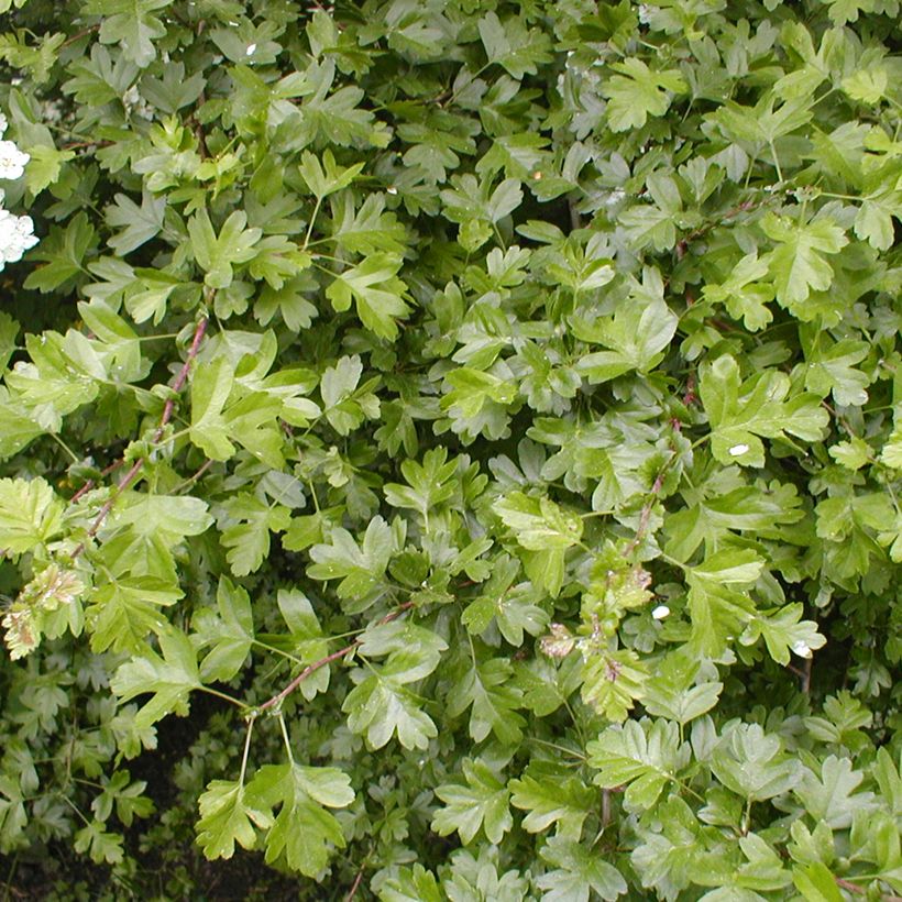 Pyöröorapihlaja - Crataegus laevigata (Lehvistö)