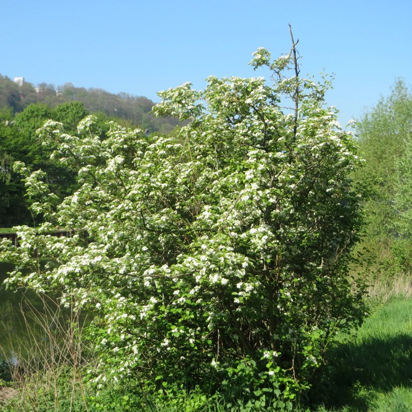 Pyöröorapihlaja - Crataegus laevigata (Kasvutapa)
