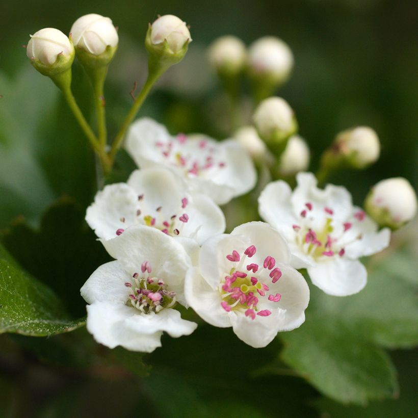 Pyöröorapihlaja - Crataegus laevigata (Kukinta)