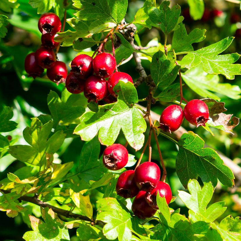 Pyöröorapihlaja - Crataegus laevigata (Sadonkorjuu)