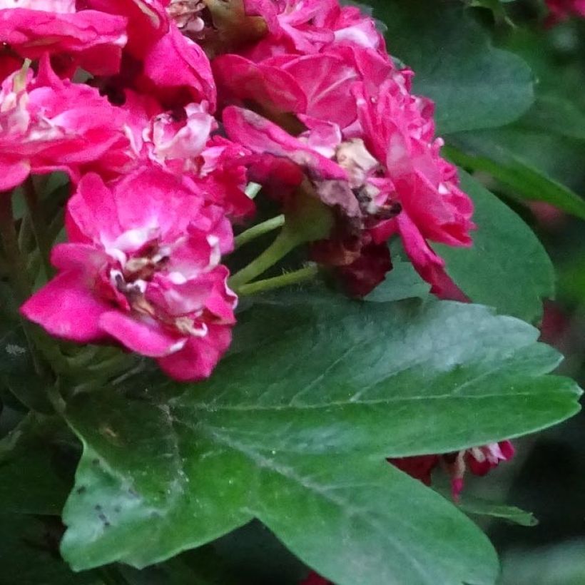 Pyöröorapihlaja Rosea Flore Pleno (Lehvistö)