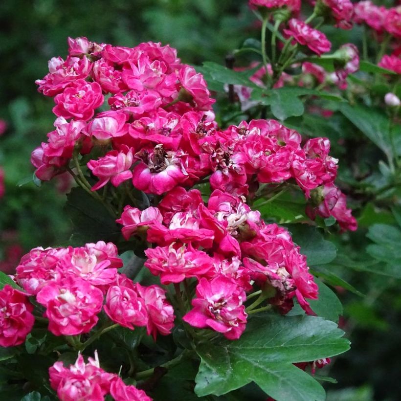 Pyöröorapihlaja Rosea Flore Pleno (Kukinta)
