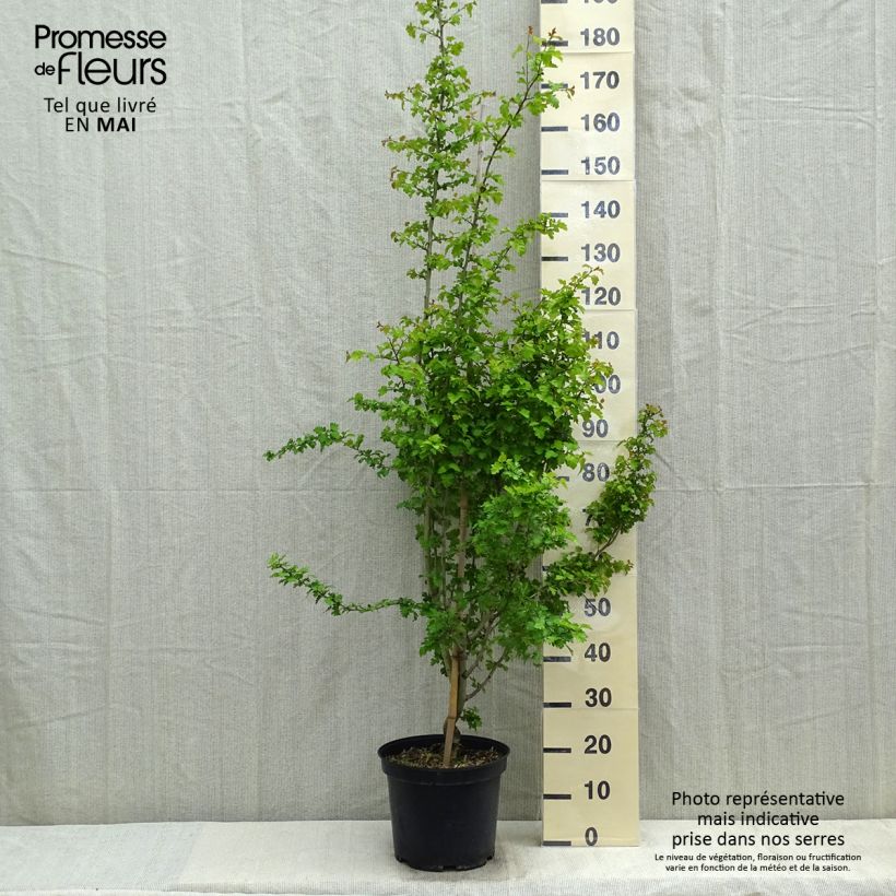 Esimerkki keväällä toimitetusta Pyöröorapihlaja Rosea Flore Pleno Ruukku 7,5L / 10L-taimesta