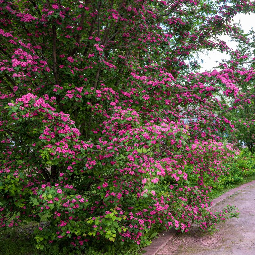 Pyöröorapihlaja Rosea Flore Pleno (Kasvutapa)