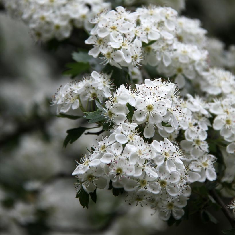 Tylppöorapihlaja Stricta (Kukinta)