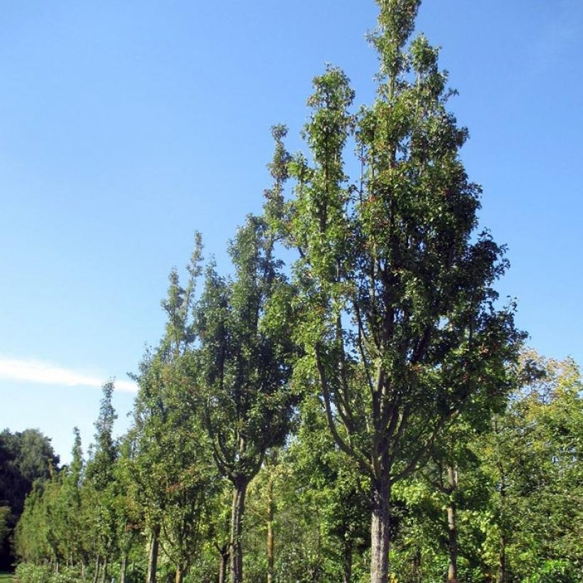 Tylppöorapihlaja Stricta (Kasvutapa)