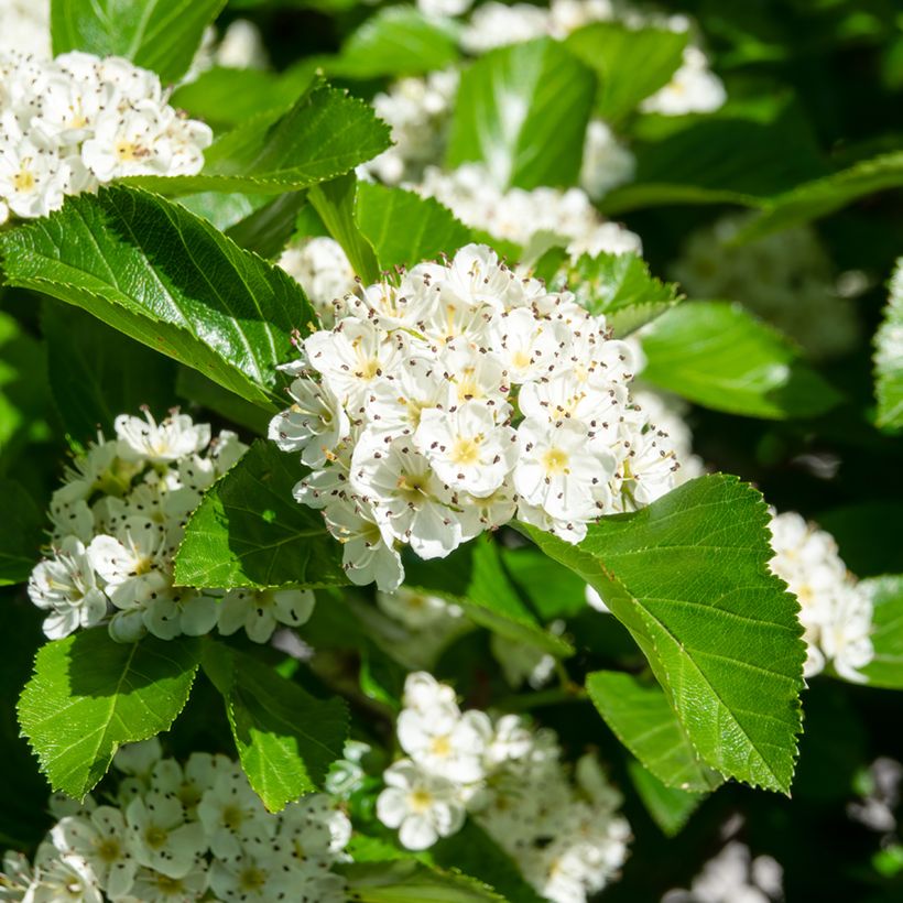 Orapihlaja Splendens (Kukinta)