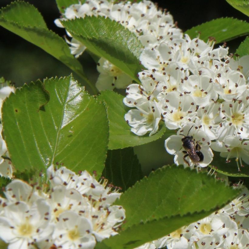 Orapihlaja Splendens (Lehvistö)