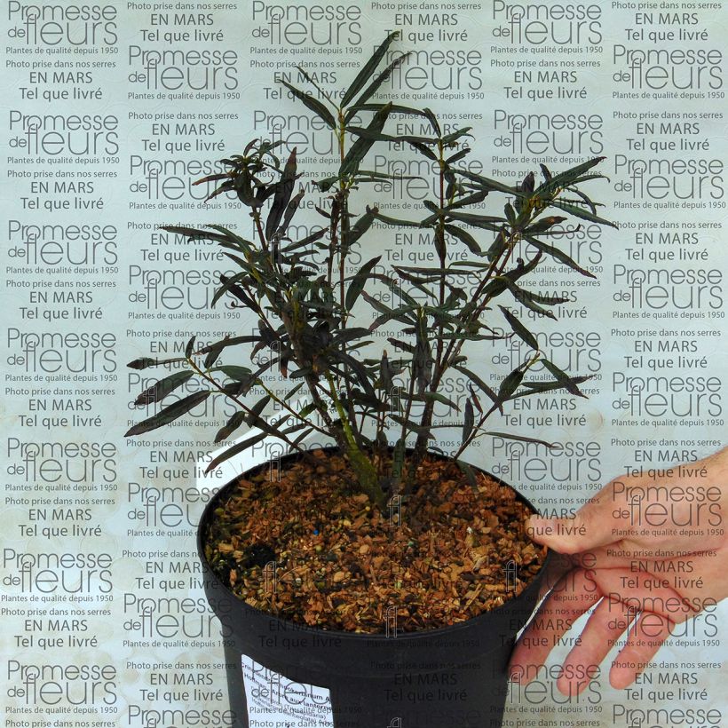 Esimerkki toimitetusta Crinodendron hookerianum Ada Hoffman Pot de 4L/5L-taimesta
