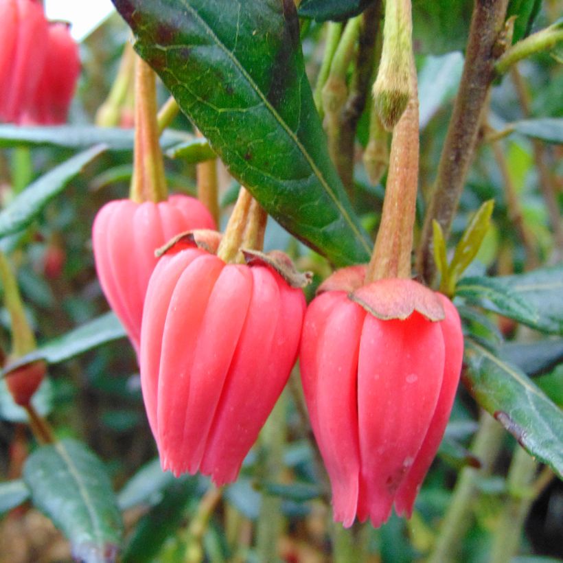 Crinodendron hookerianum (Kukinta)