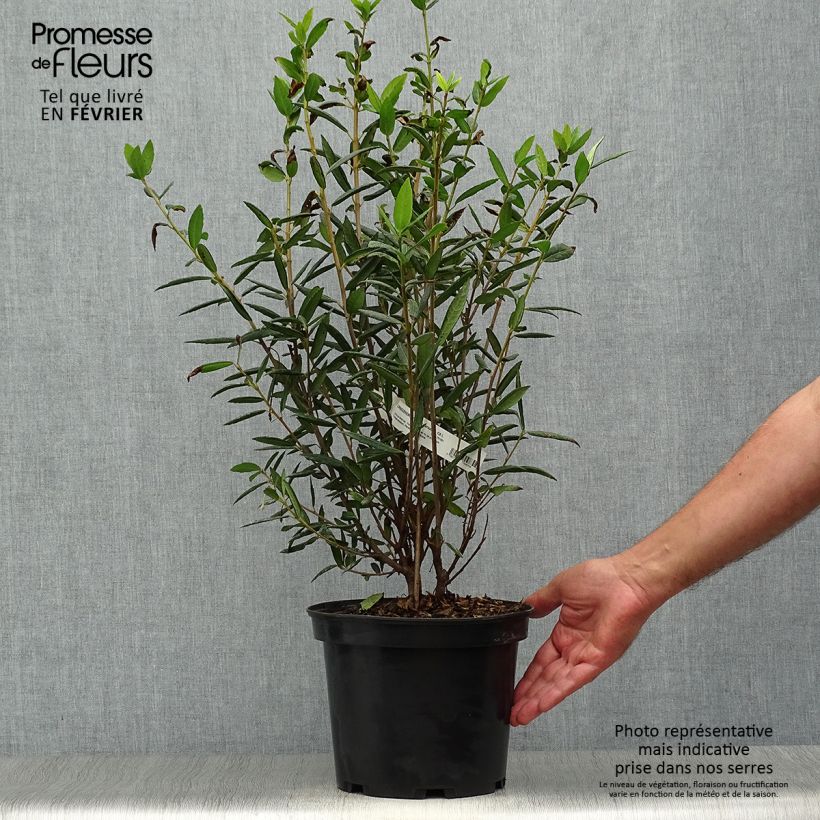 Esimerkki syksyllä toimitetusta Crinodendron hookerianum 4 litran/5 litran ruukku-taimesta