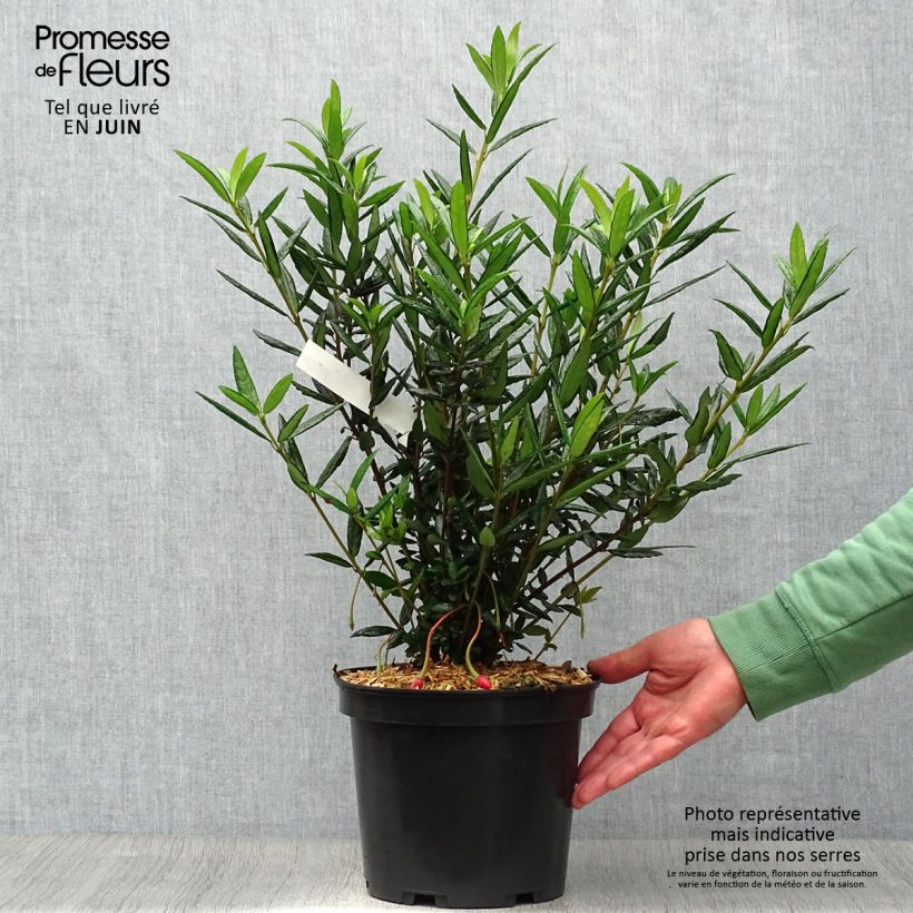 Esimerkki kesällä toimitetusta Crinodendron hookerianum Ruukku 4L / 5L-taimesta
