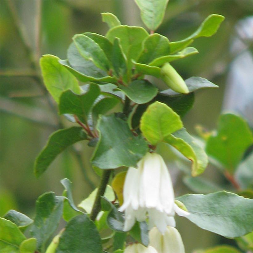 Crinodendron patagua (Lehvistö)