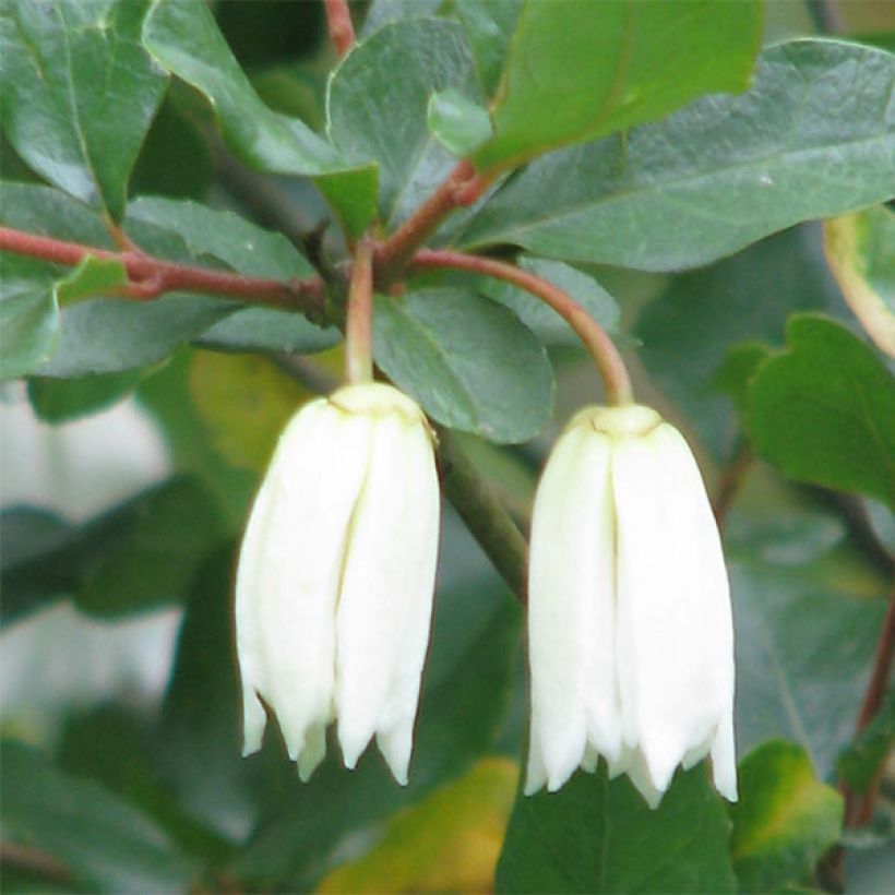 Crinodendron patagua (Kukinta)