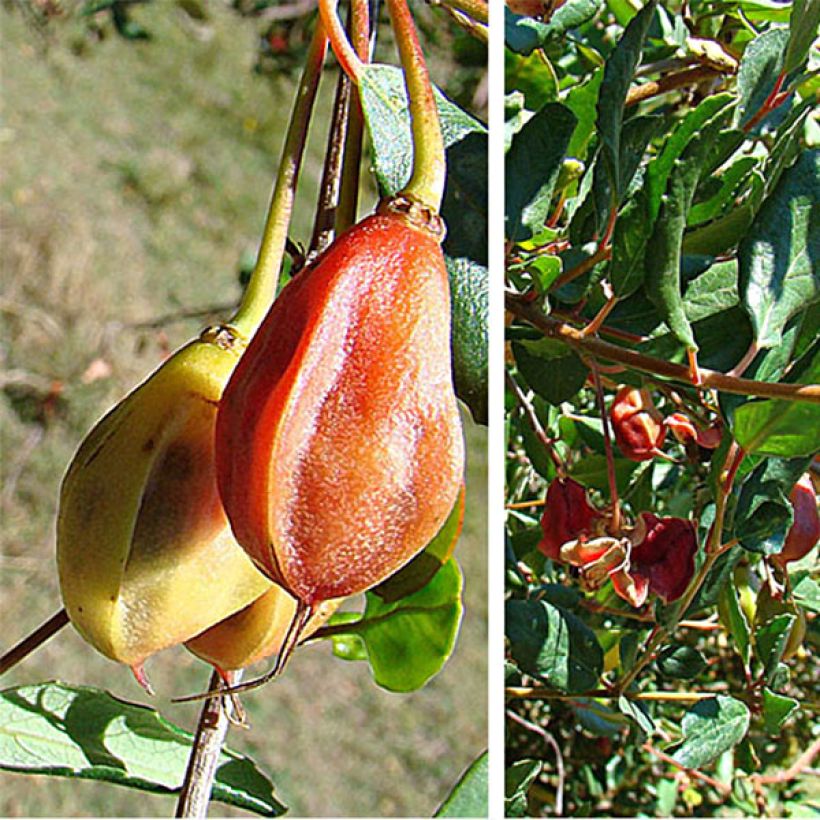 Crinodendron patagua (Sadonkorjuu)