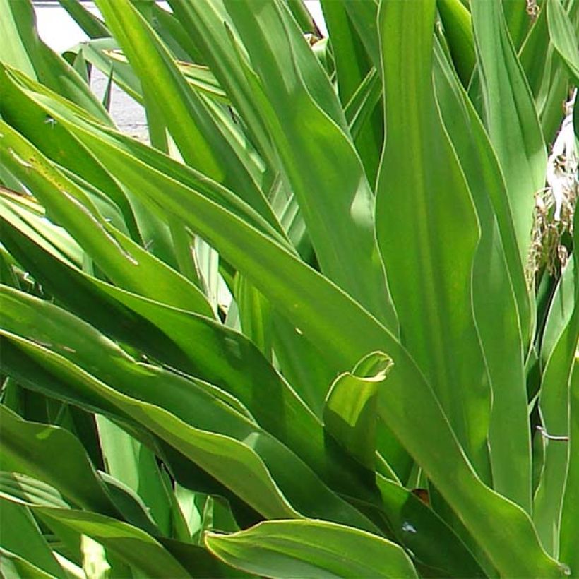 Aasiankriinumi - Crinum asiaticum (Foliage)
