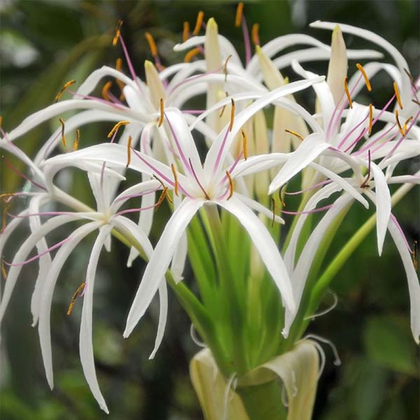 Aasiankriinumi - Crinum asiaticum (Flowering)