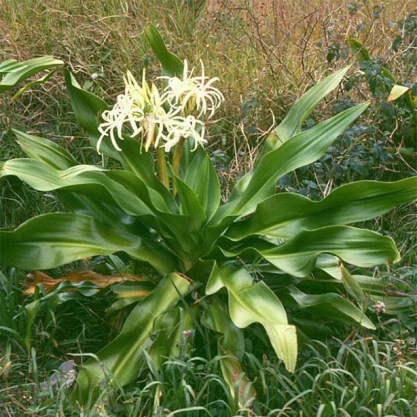 Aasiankriinumi - Crinum asiaticum (Plant habit)