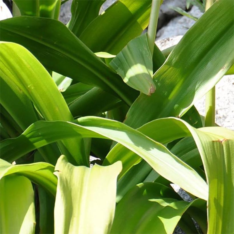 Kapmaankriinumi - Crinum moorei (Foliage)