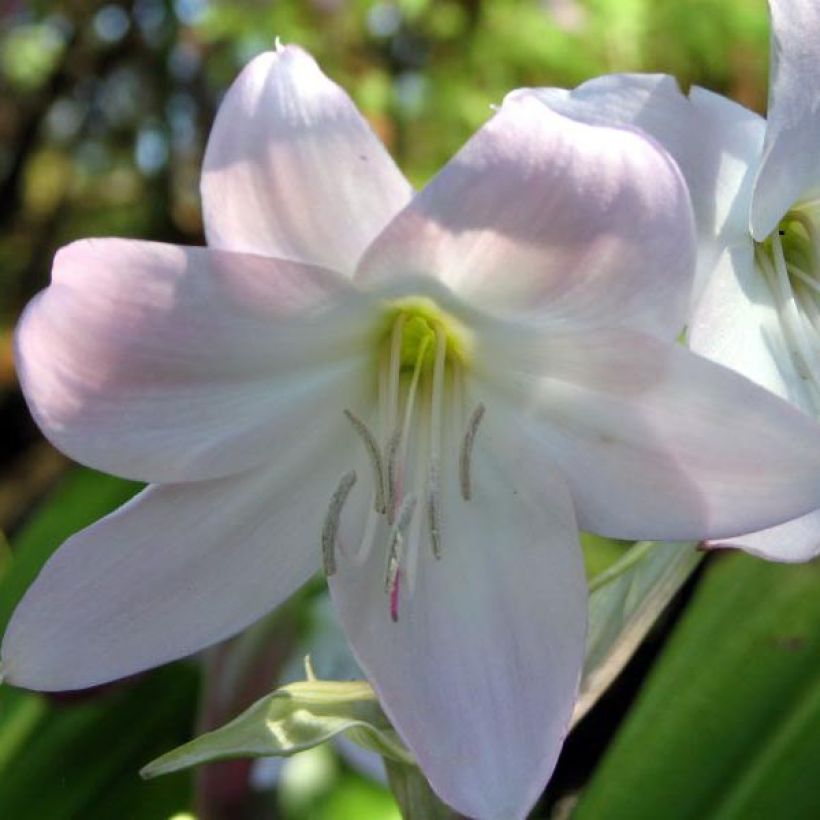 Kapmaankriinumi - Crinum moorei (Flowering)
