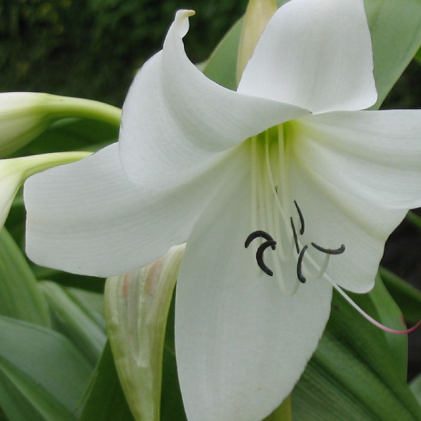 Kapmaankriinumi Album (Flowering)
