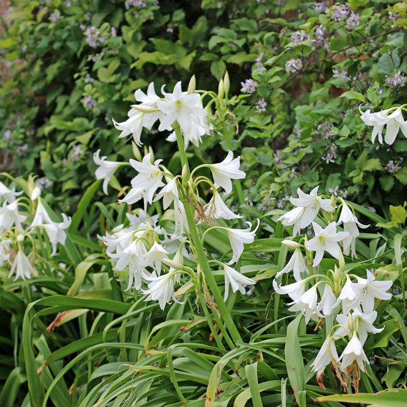 Kriinumi Album (Plant habit)