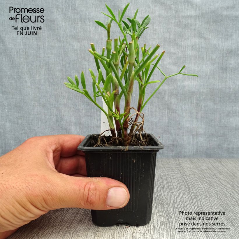 Esimerkki kesällä toimitetusta Merifenkoli - Crithmum maritimum Taimiruukku 8/9 cm-taimesta