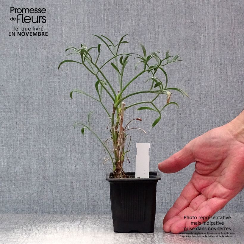 Esimerkki syksyllä toimitetusta Merifenkoli - Crithmum maritimum 8/9 cm taimiruukku-taimesta