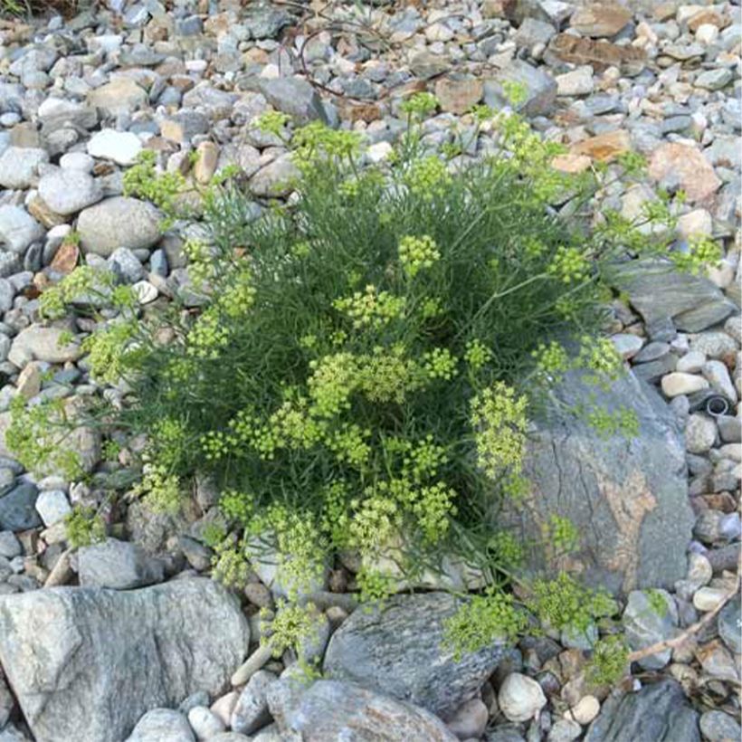 Merifenkoli - Crithmum maritimum (Kasvutapa)