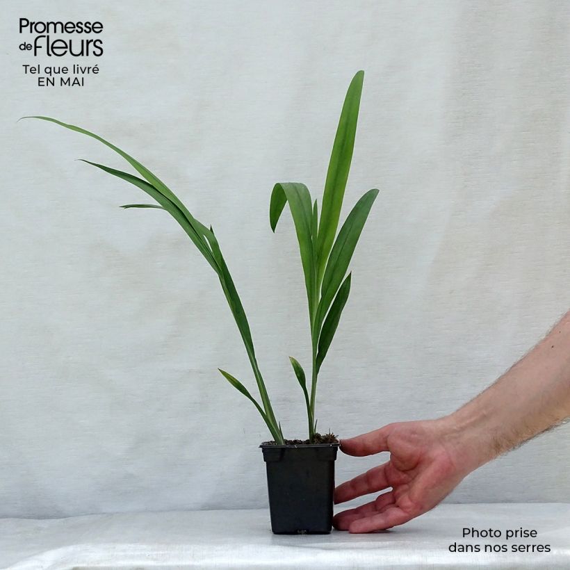 Example of Ruostekukka Babylon Godet de 7/8 cm as you get in printemps