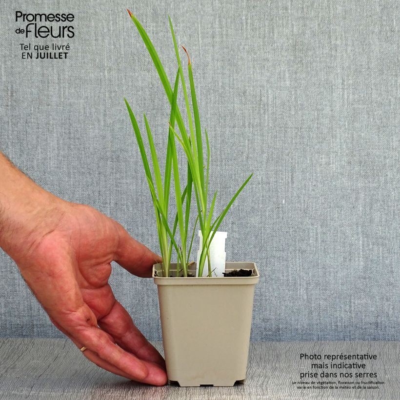 Esimerkki kesällä toimitetusta Ruostekukka Babylon Godet de 7/8 cm-taimesta