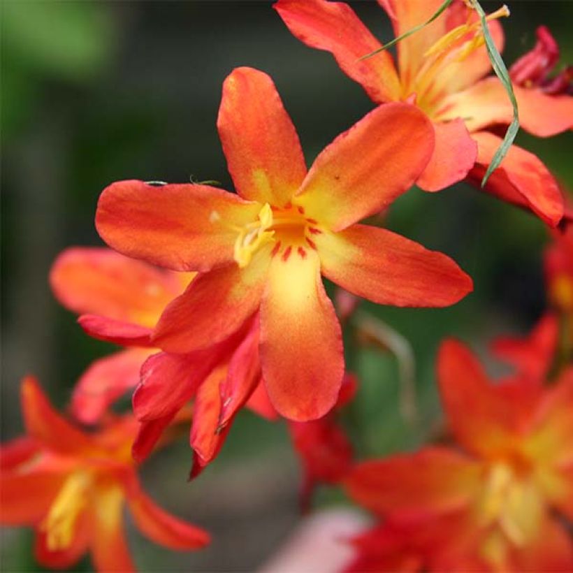 Ruostekukka Carmine Brillant (Flowering)