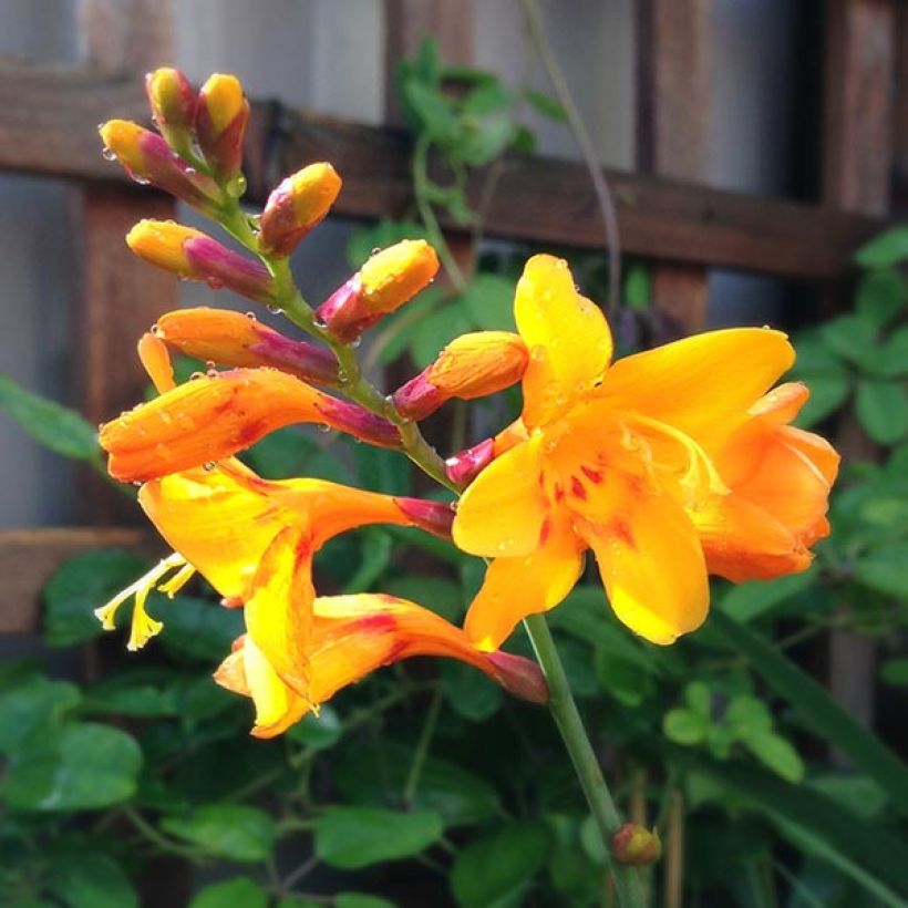Ruostekukka Colombus (Flowering)