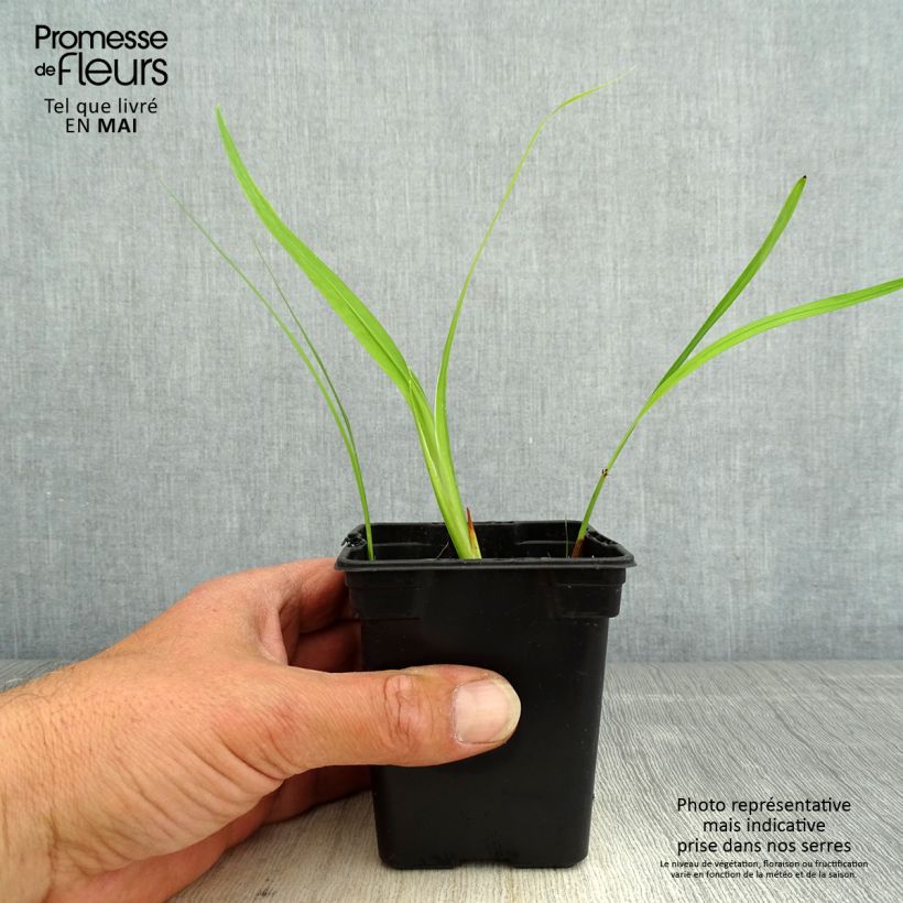 Example of Ruostekukka George Davison Godet de 7/8 cm as you get in printemps