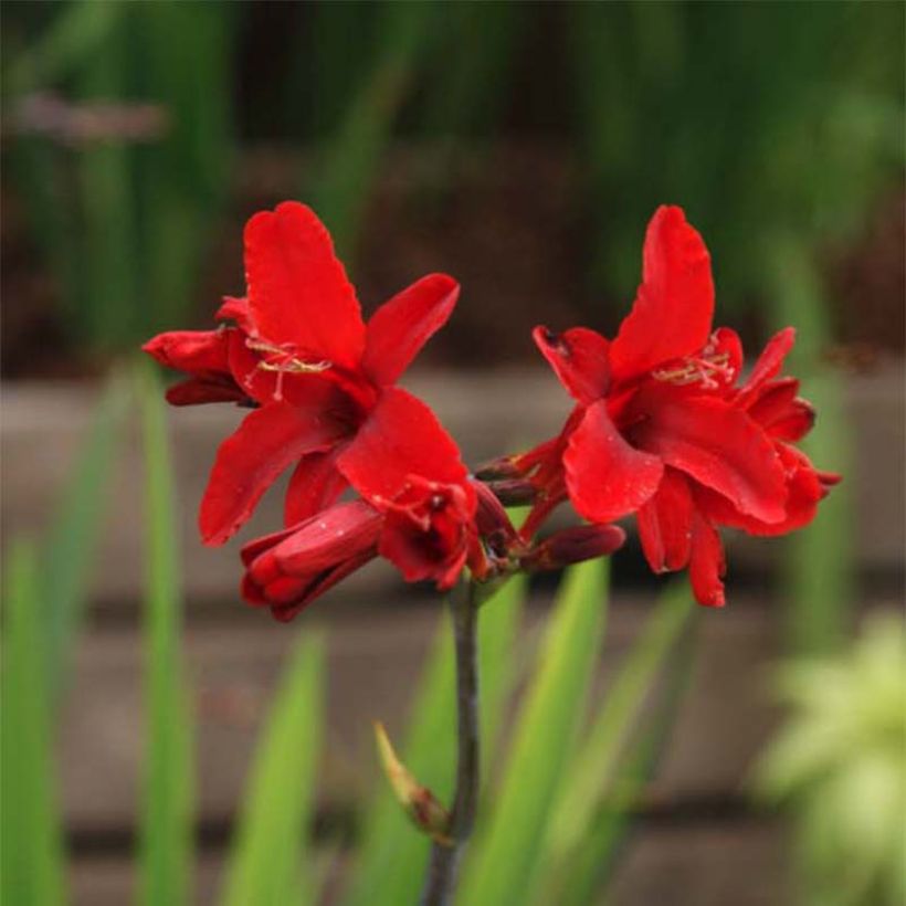 Ruostekukka Hellfire (Flowering)