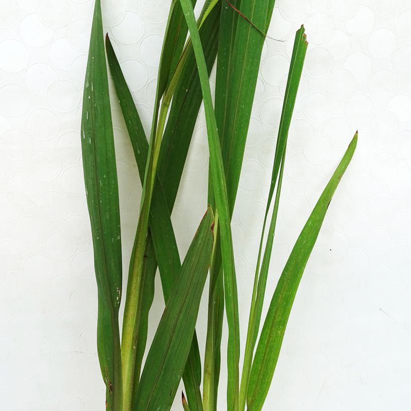 Ruostekukka Hellfire (Foliage)